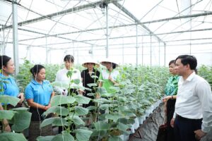 Кооператив Йен Дунг Чистый Овощ - Безопасное производство, связанное с экспериментальным туризмом